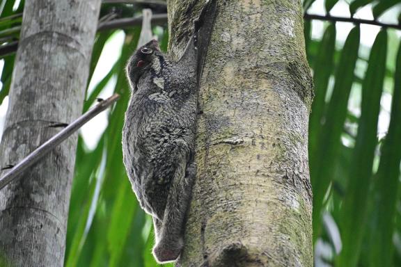 Rencontre avec un couscous sur un arbre du parc national de Kinabalu