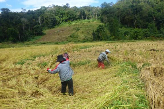 Découverte de la récolte du riz près d'un village karen dans la région de Soppong