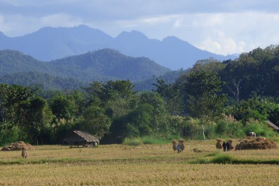 Traversée des rizières près du pont de bambou de Su Tong Pae dans la région de Mae Hong Son