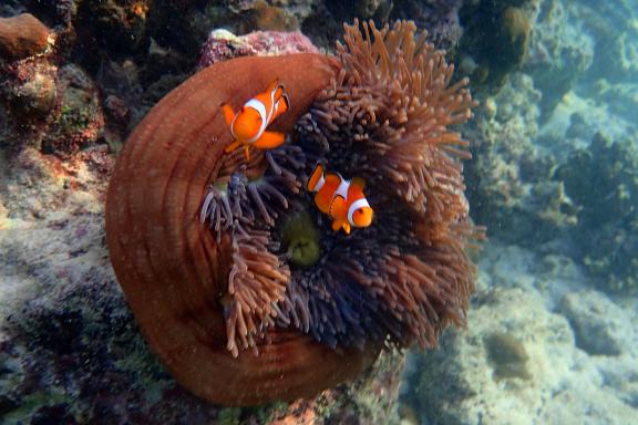 Snorkeling vers des coraux et poissons dans les îles Surin