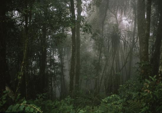 Trek dans la forêt des Mentawaï sur l'île indonésienne de Siberut