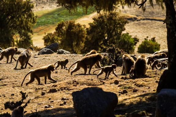 Trekking avec les babouins Gelada du Simiens en Abyssinie