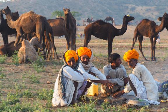 Trek vers des bergers rajpoutes au lever du jour au Rajasthan