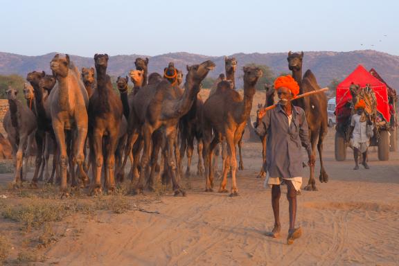 Randonnée avec des bergers et leur troupeau de dromadaires entre Rajasthan et Gujarat