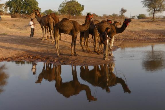 Rencontre de  dromadaires près d'un point d'eau dans le désert de Thar