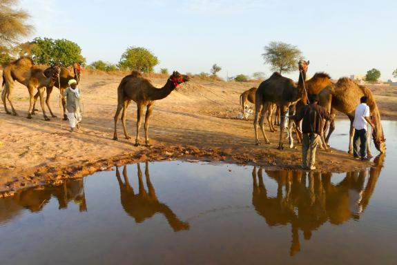 Trekking vers bergers et dromadaires à un point d'eau au Rajasthan