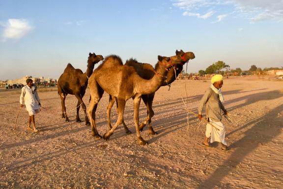 Randonnée avec des bergers et trois dromadaires dans le Rajasthan