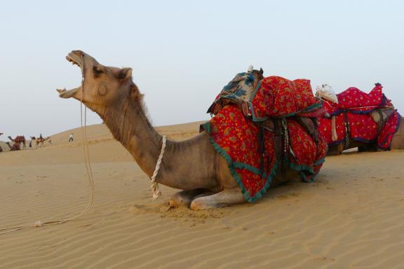 Trek avec un dromadaire qui blatère dans le désert du Thar