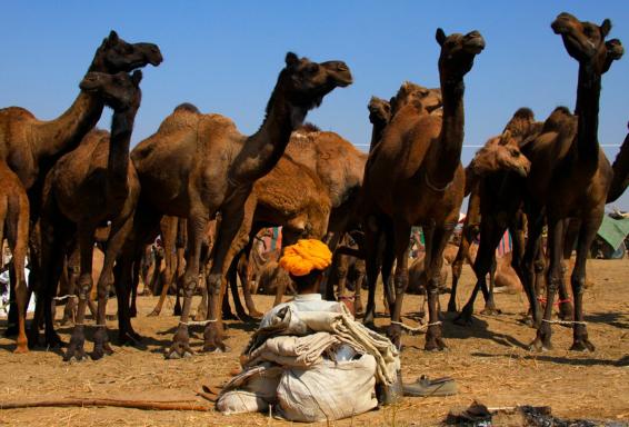Trekking vers un gardien de troupeau de dromadaires au Rajasthan