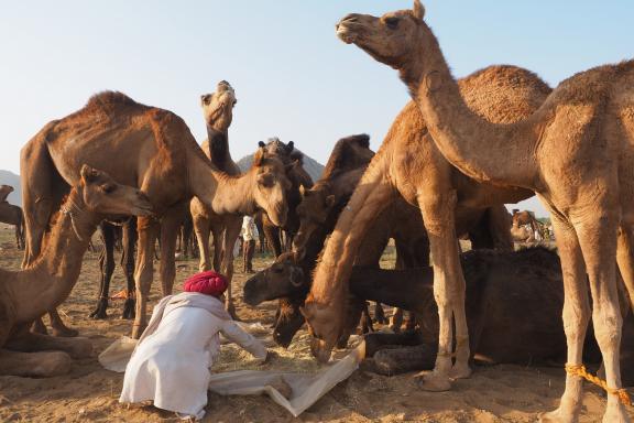 Rencontre d'un berger et son troupeau de dromadaires entre Rajasthan et Gujarat