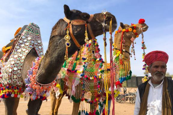 Rencontre de dromadaires avec des ornements lors d'une fête au Gujarat