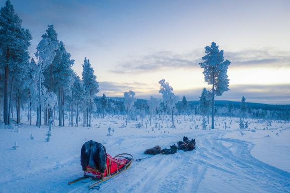 Randonnée et arbres pétrifiés en Laponie