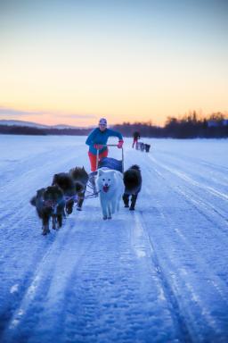 Trekking en traineau à chiens sur le lac Inari gelé