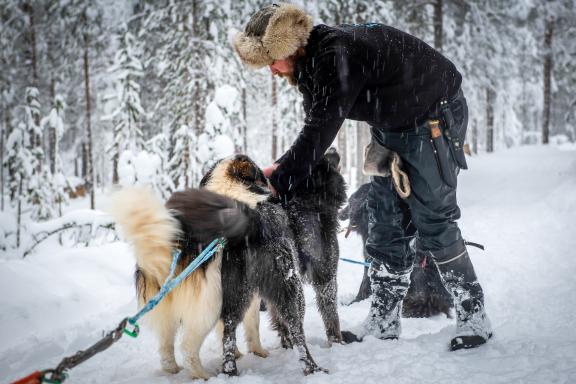 Trekking et traineau à Chien à Inari