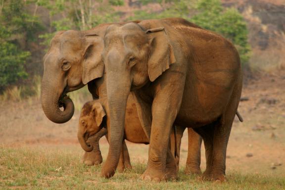 Navigation vers des éléphants dans le parc de Periyar au Kerala