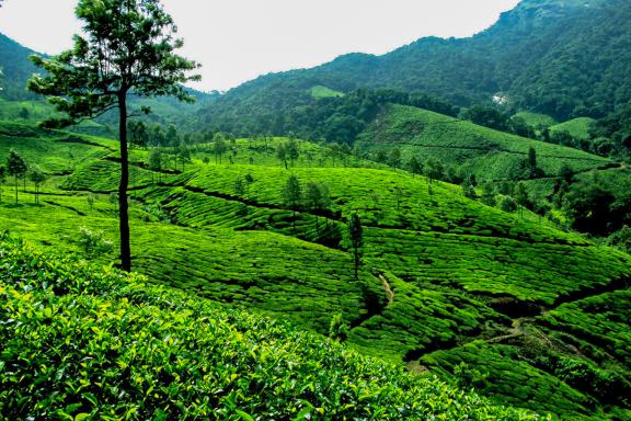 Trekking à travers théiers et forêts des monts Cardamomes au Kerala
