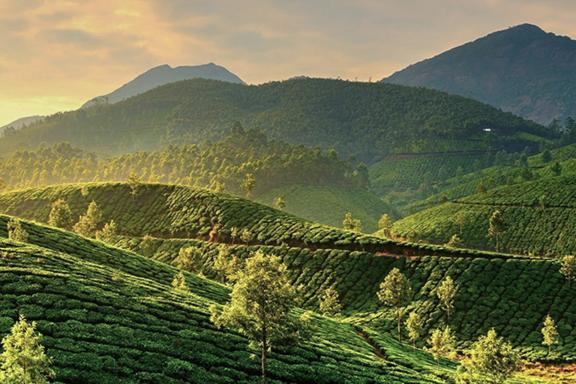 Découverte du paysage des monts Cardamomes au Kerala
