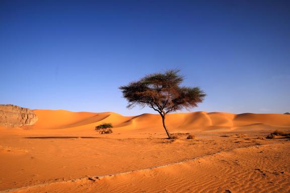 Voyage avec un acacia d'Ahnet