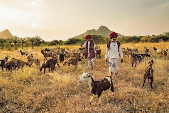 Trekking avec des bergers Rabari et leur troupeau dans la région de Jawai