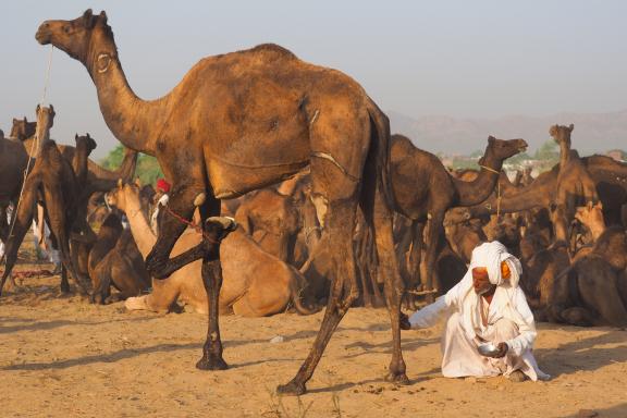 Voyage d'aventure avec un berger et son chameau au Rajasthan
