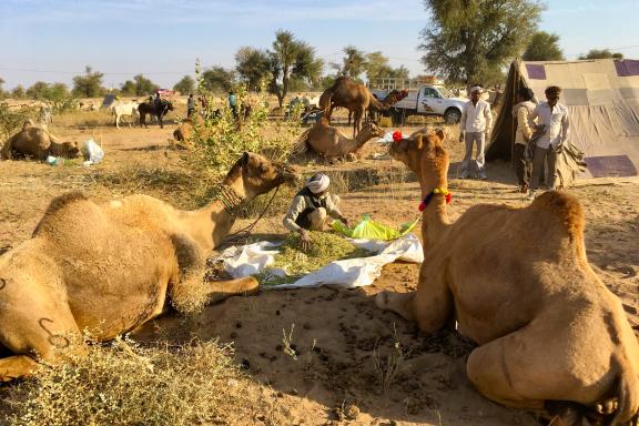 Trek vers un camp de nomades dans le désert du Thar