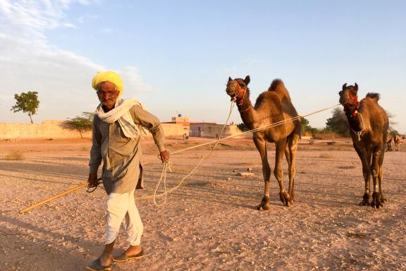 Trek avec un berger tirant deux  domadaires au Rajasthan