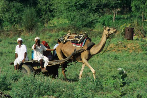 Trekking vers une charrette tirée par un dromadaire au Gujarat