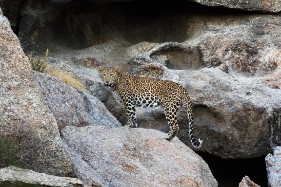 Safari vers un léopard dans les rochers de Jawai au Rajasthan