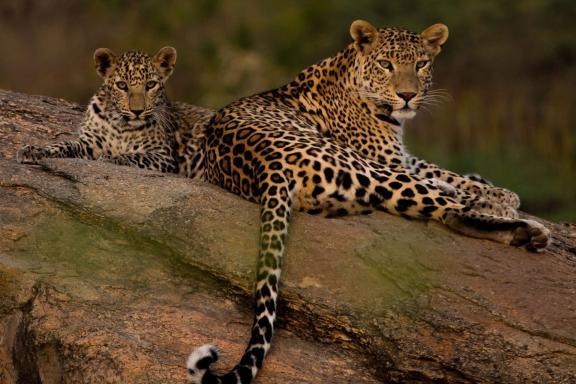 Trekking vers des léopards de la région de Jawai au Rajasthan