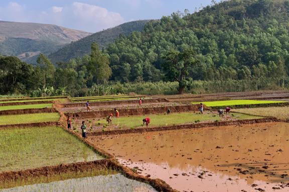 Trekking vers des rizières en bordure de forêt au Madhya Pradesh