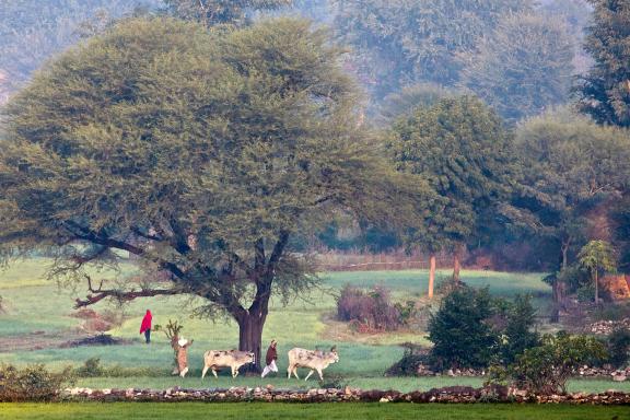 Classic pastoral scene in the countryside north of Udaipur, Rajasthan, India