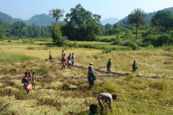 Randonnée vers des paysans qui récoltent dans une vallée isolée du Madhya Pradesh