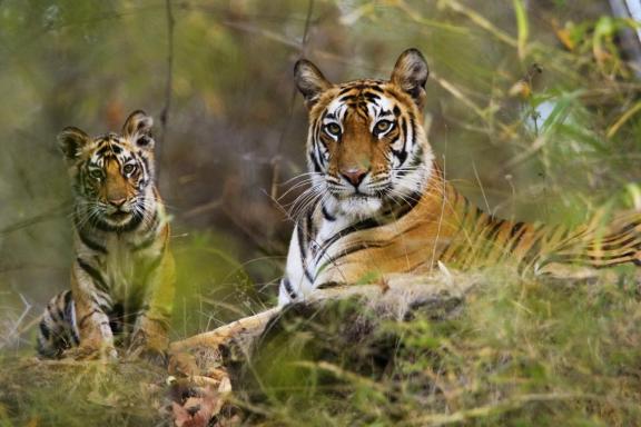 Safari vers des tigres du parc de Pench au Madhya Pradesh