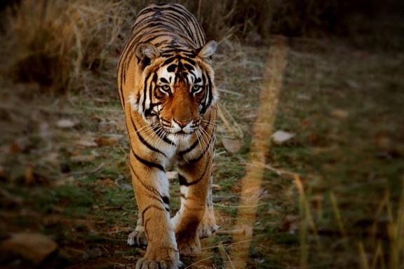 Approche d'un tigre en mouvement au Madhya Pradesh