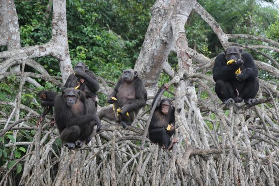 Groupe de chimpanzés dans les arbres sur le programme Help au Congo