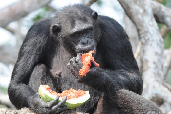 Chimpanzéa dulte se nourissant d'un fruit chez Help