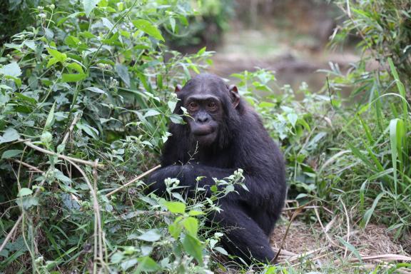 Chimpanzé au sol chez Help au Congo