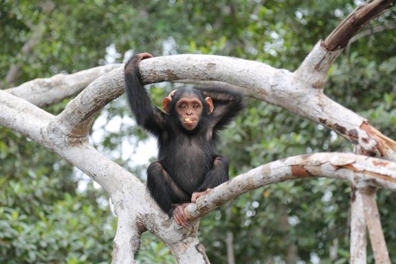 Observation de jeune chimpanzé au Congo