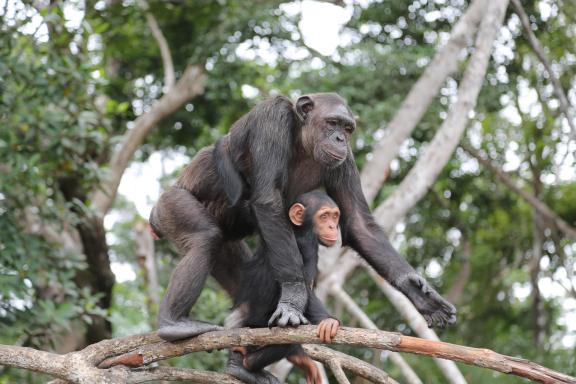 Observation des chimpanzés au Congo