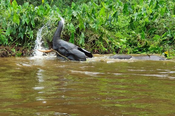 Obvervation d'un éléphant dans l'eau au Congo