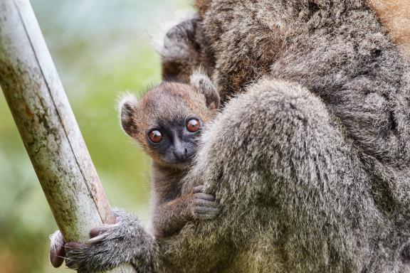 Observation des hapalémurs à Madagascar