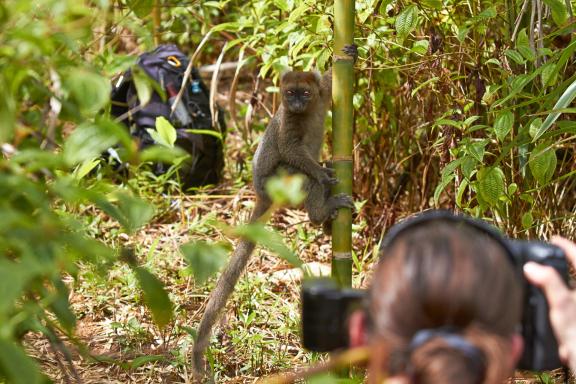 Photographier les lémuriens de Madagascar