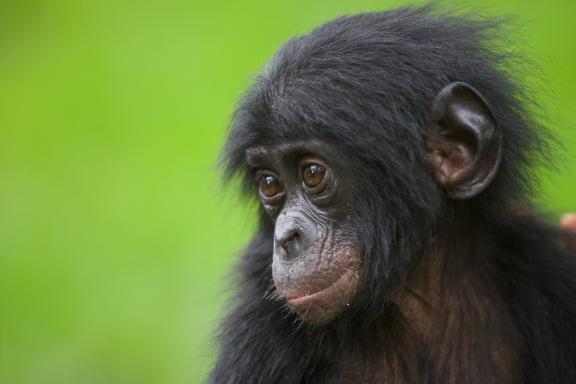 Jeune bonobo en République Démocratique du Congo