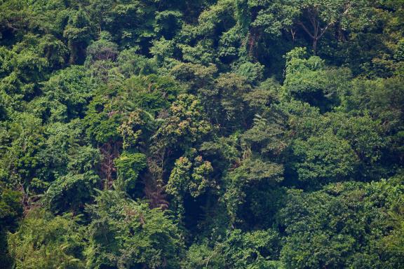 Forêt de la RD Congo