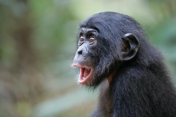 Bonobo surpris en République Démocratique du Congo