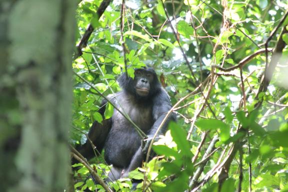 Bonobo dans un arbre sur le projet Mbou Mon Tour