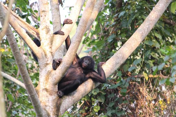 Bonobo au repos dans un arbre