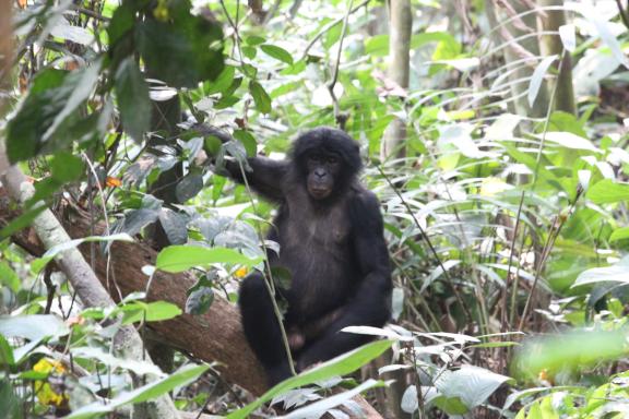 Bonobo adulte sur un tronc en RD Congo