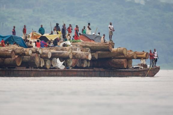 Transport de grume par barge sur le fleuve Congo en RD Congo
