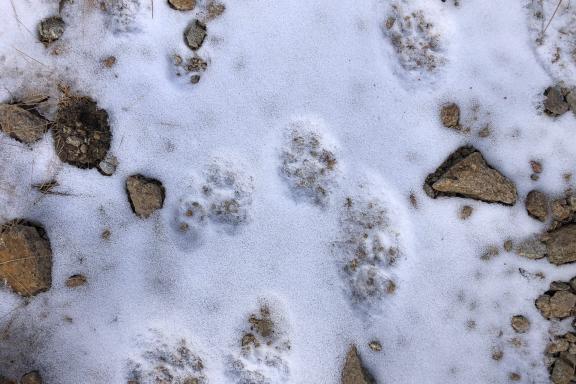 Traces de panthère des neiges au Ladakh, en Inde